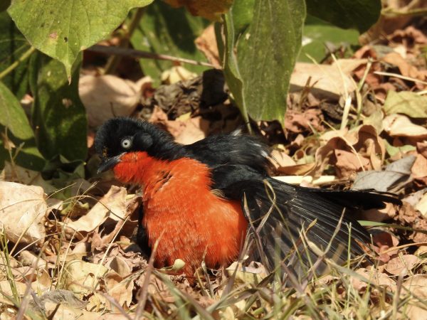 Black-headed Gonolek in Akagera National Park