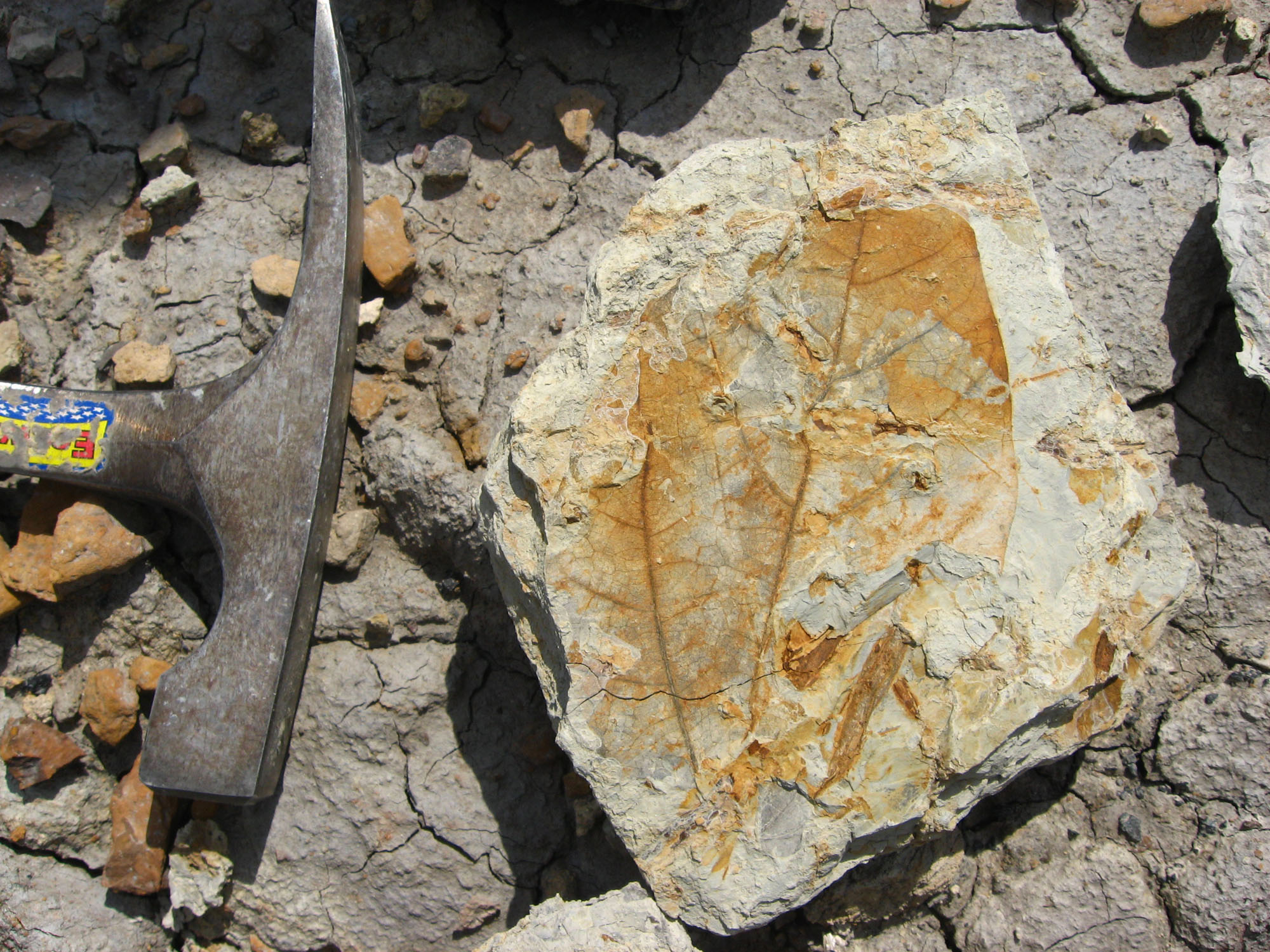 Plant fossils give picture of earliest Neotropical rainforests – Research News