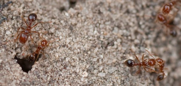 New study pinpoints U.S. as source of worldwide fire ant invasions ...