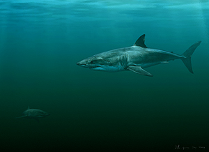 Preserved shark fossil adds evidence to great white's origins – Research  News