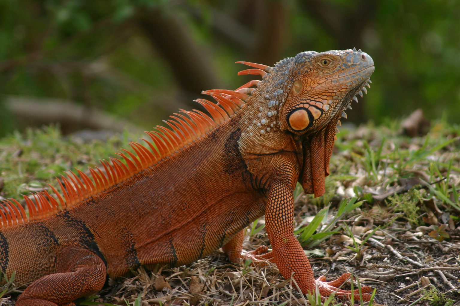 UF study: Use nest-box control for South Florida nuisance iguanas