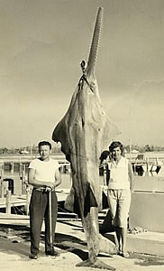 Conserving Florida’s smalltooth sawfish – Research News