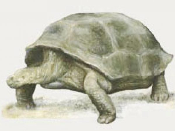 Fossil tortoise image