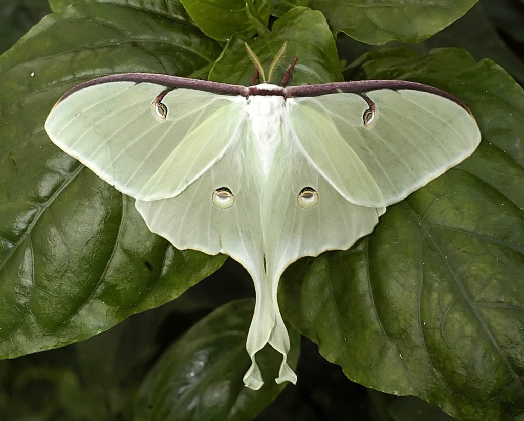 Luna Moths Evolved Long Spinning Tails To Defend Against Bats Research News