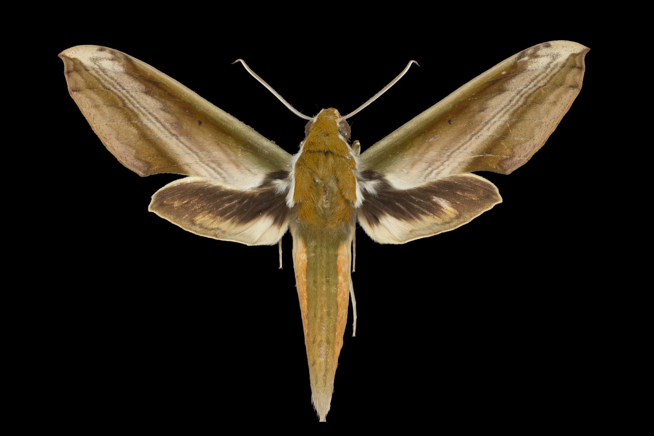 The evolution of hawkmoths' sonar jamming – Research News