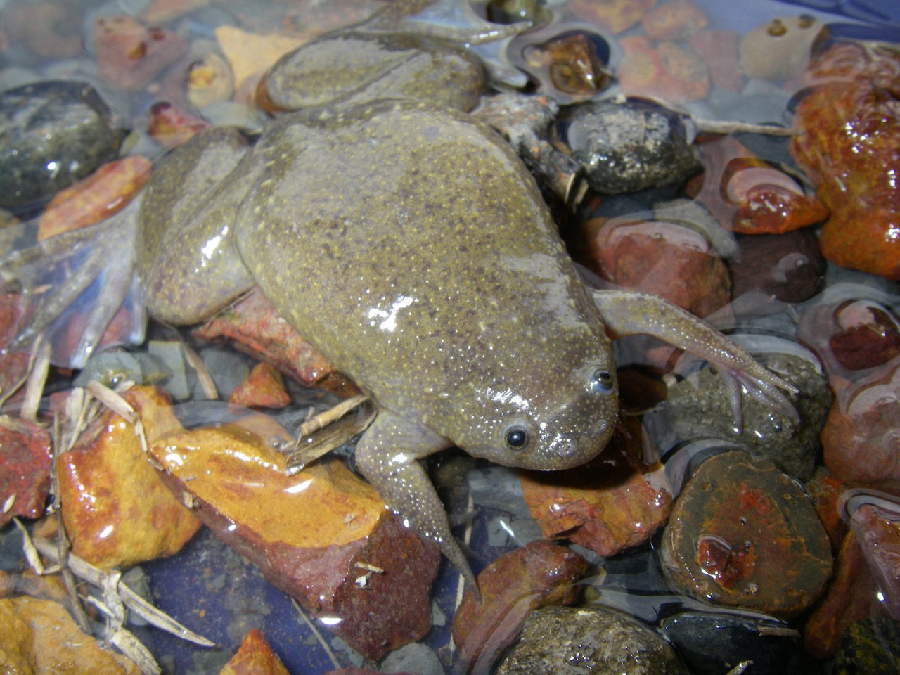 African Water Frog | vlr.eng.br