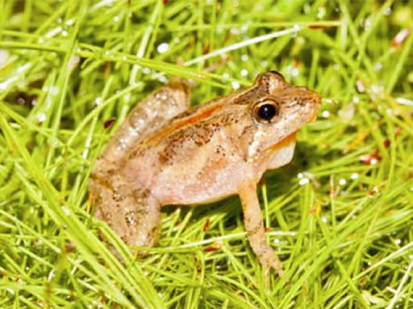 Southern Cricket Frog Florida Museum Science