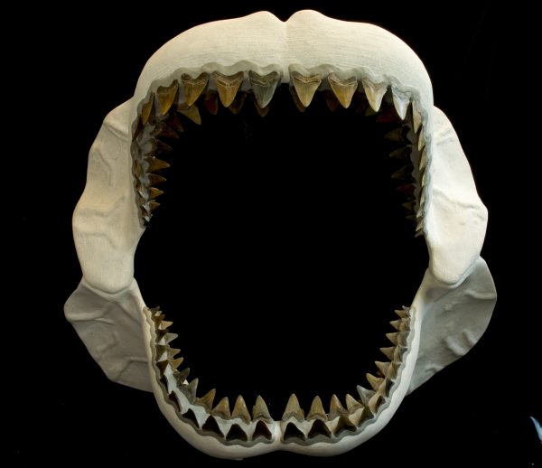 Megalodon, the world's biggest shark, dominated the ocean 23 to 2.6 million years ago. Florida Museum of Natural History photo by Jeff Gage