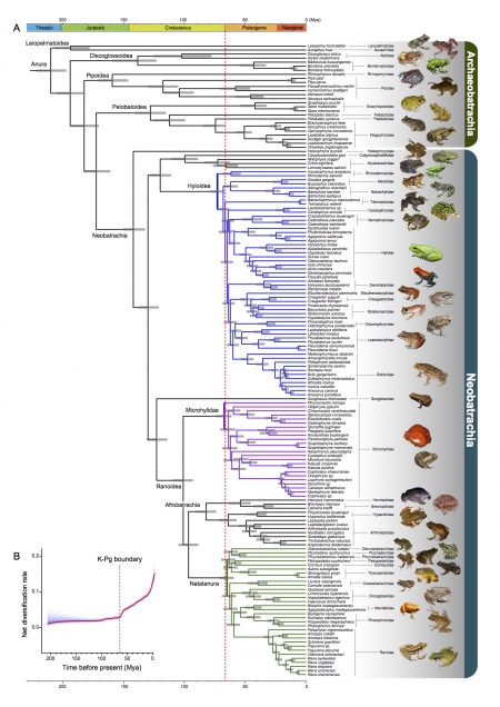 Extinction event that wiped out dinosaurs cleared way for frogs ...