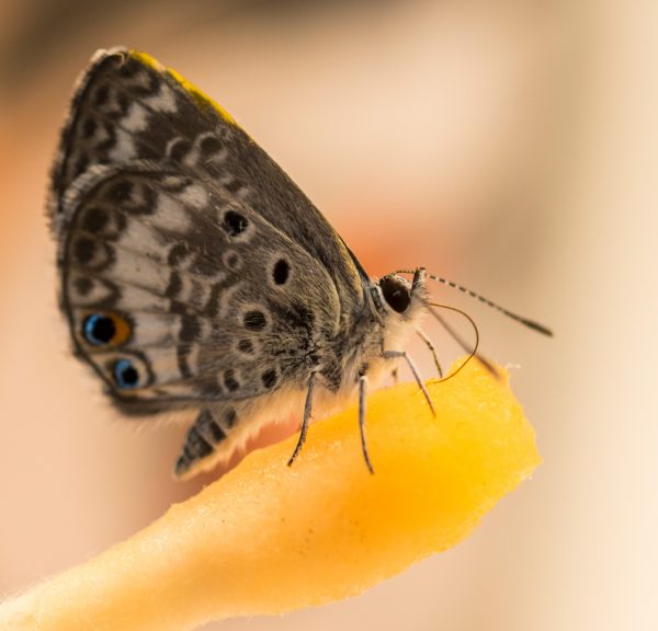 miami-blue-butterflies-research-news