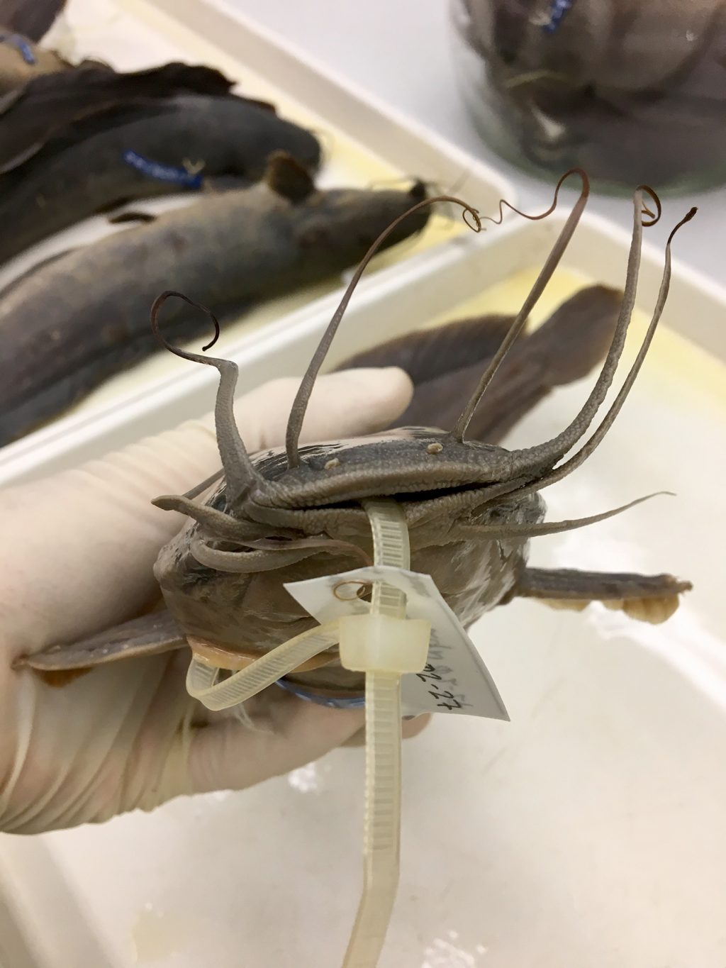 Five Facts Walking catfish in Florida Research News