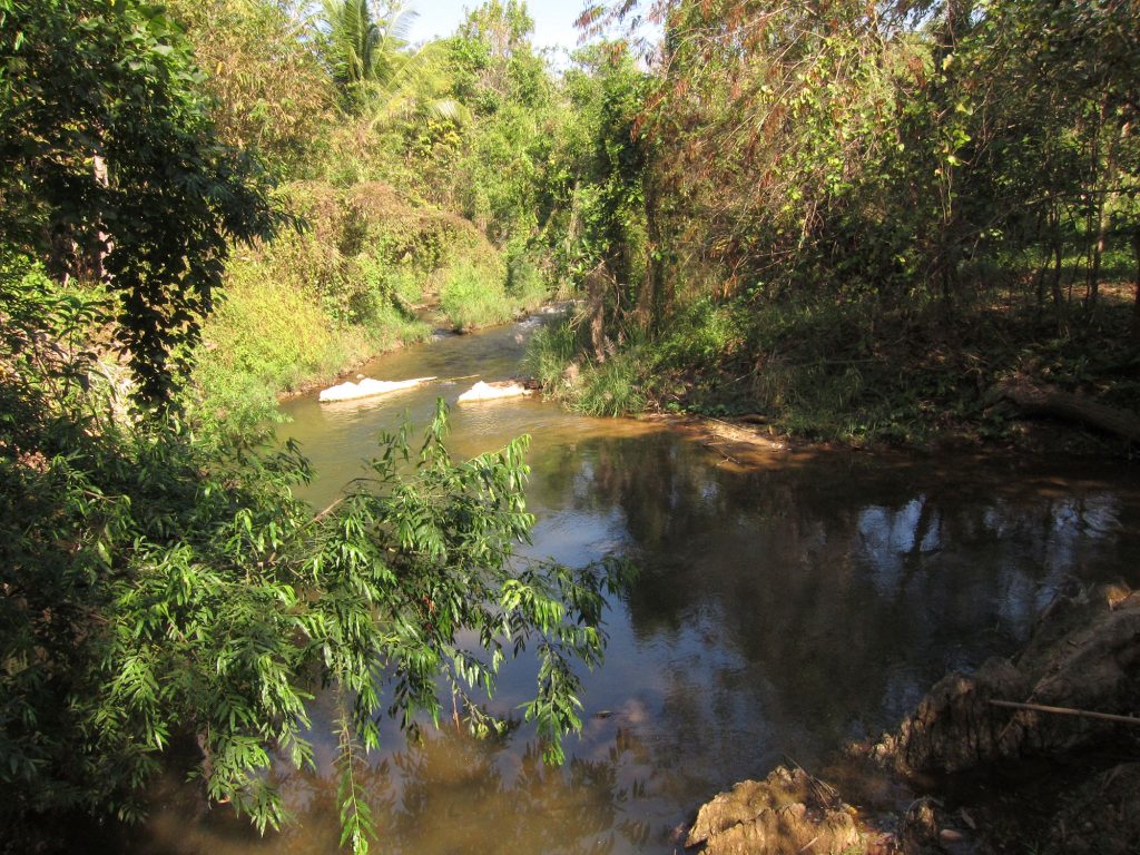 Rain & Loaches in Thailand – Research News