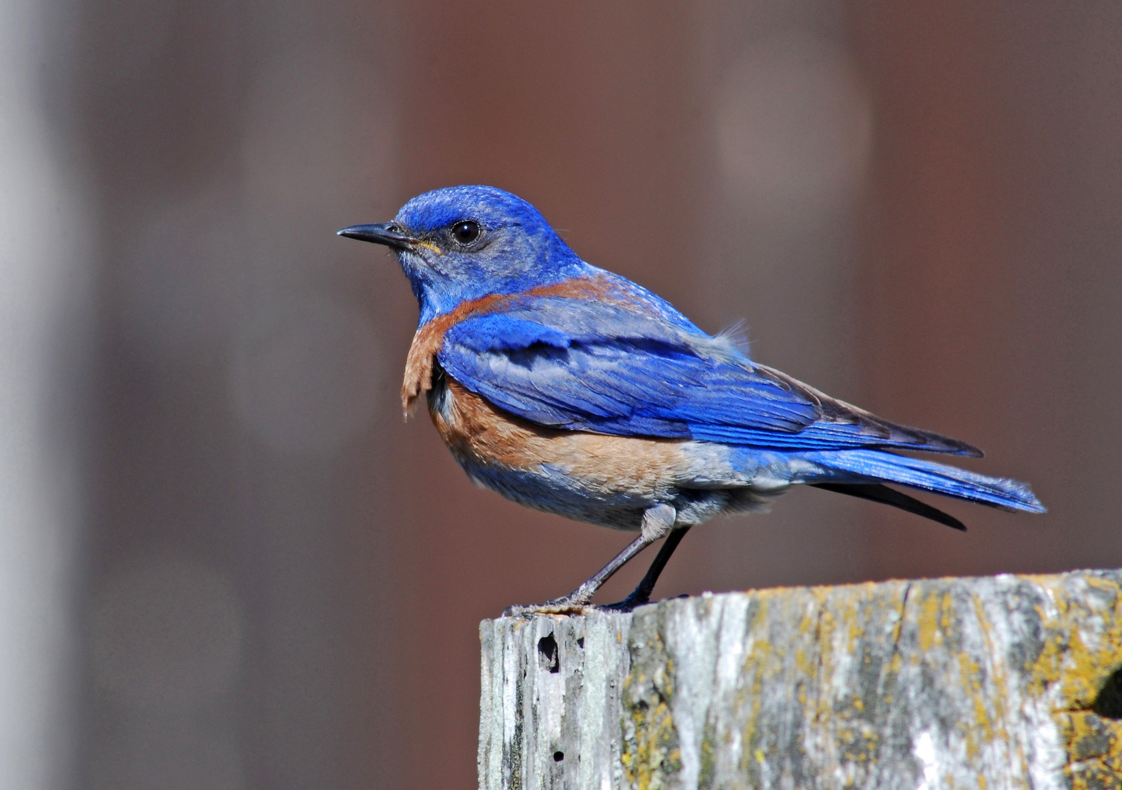 Bluebirds, National Geographic