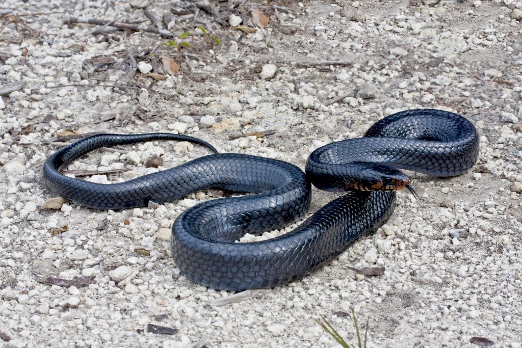 Newly discovered snake species could aid conservation efforts ...