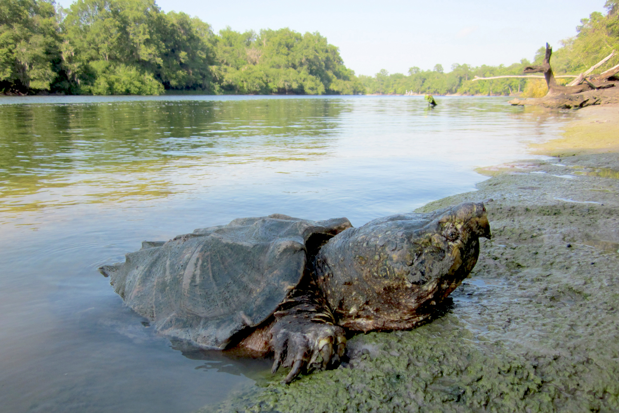  Dinosaurs Of The Turtle World At Risk In Southeast Rivers Research News