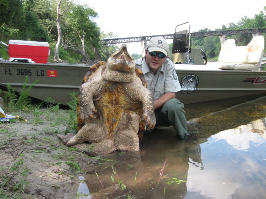 ‘Dinosaurs of the turtle world’ at risk in Southeast rivers – Research News