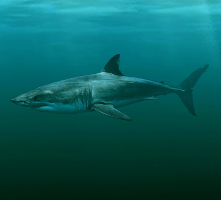 New Ancient Shark Species Gives Insight Into Origin Of Great White