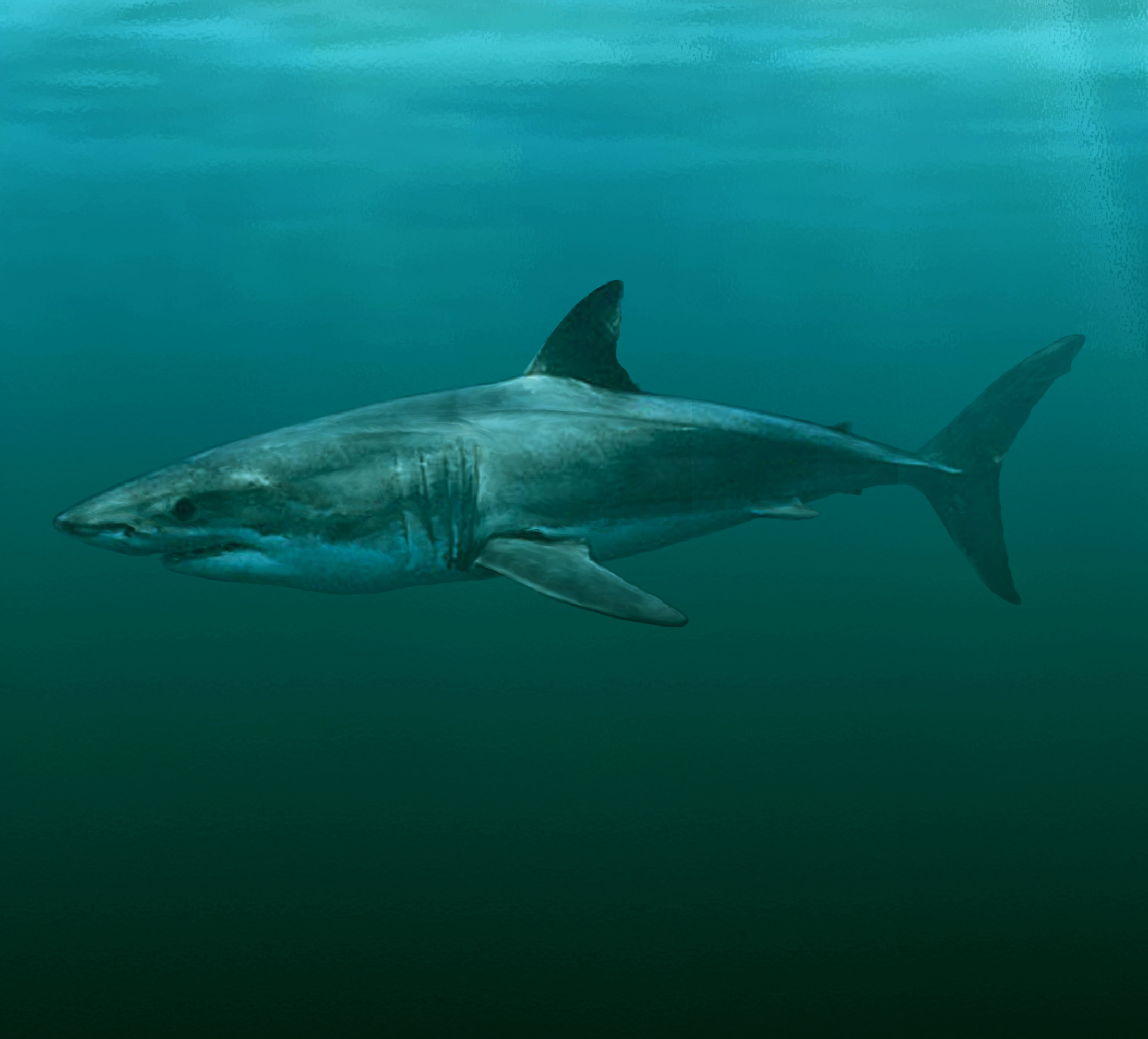 great white shark images
