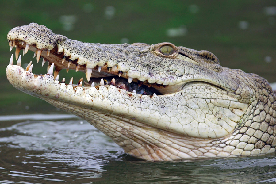 What Animals Eat Crocodiles  