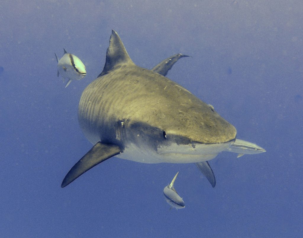 ISAF reports fewer shark attacks in 2013, above-average fatalities ...