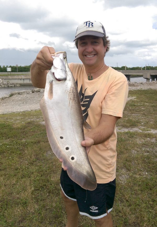 Florida Invasive Species: Clown Knifefish – Research News