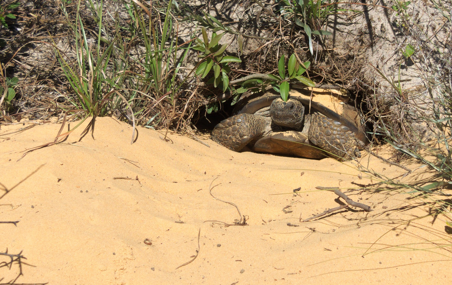 Odd couple: Florida mouse, gopher tortoise have been rooming for ...