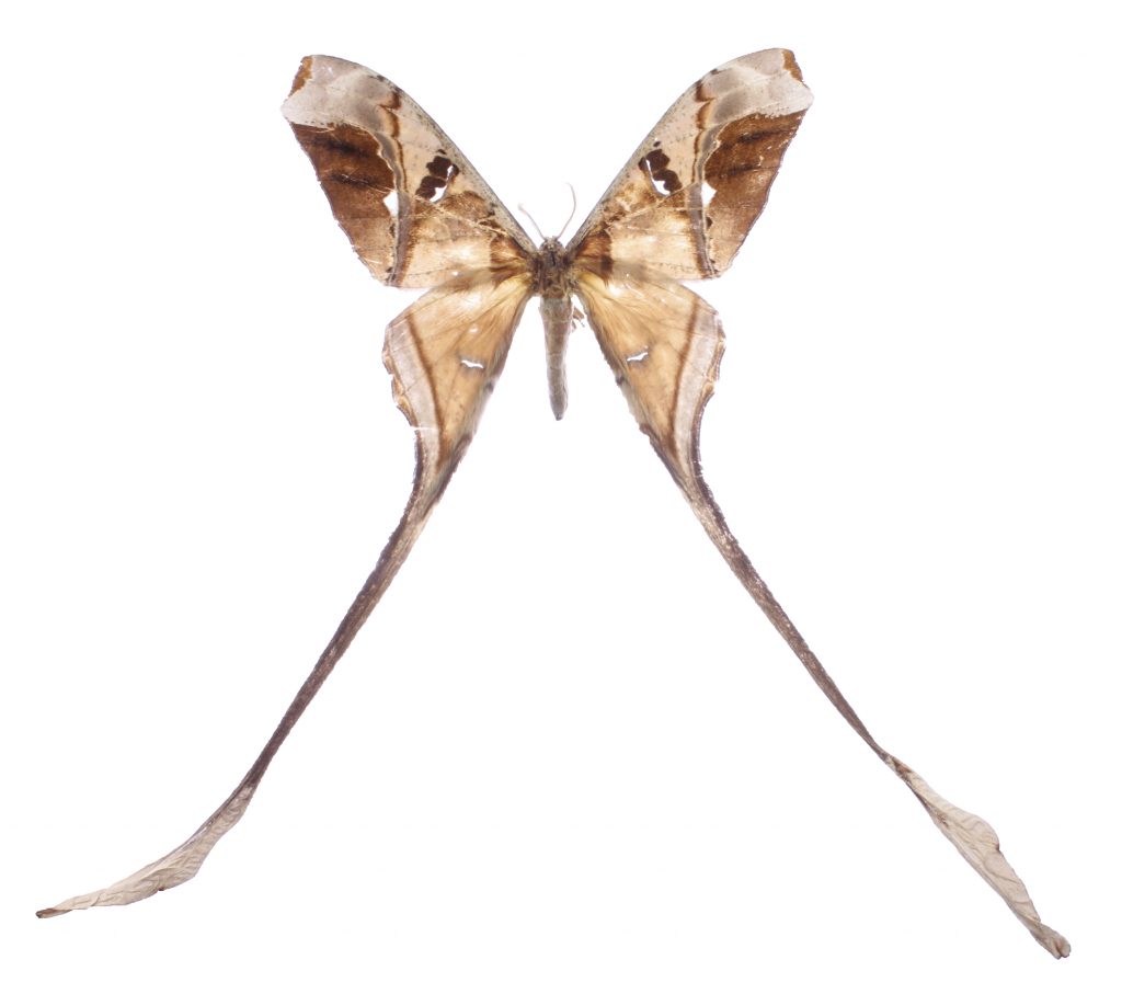 moth with long tails