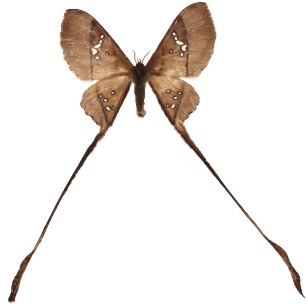long tailed moth