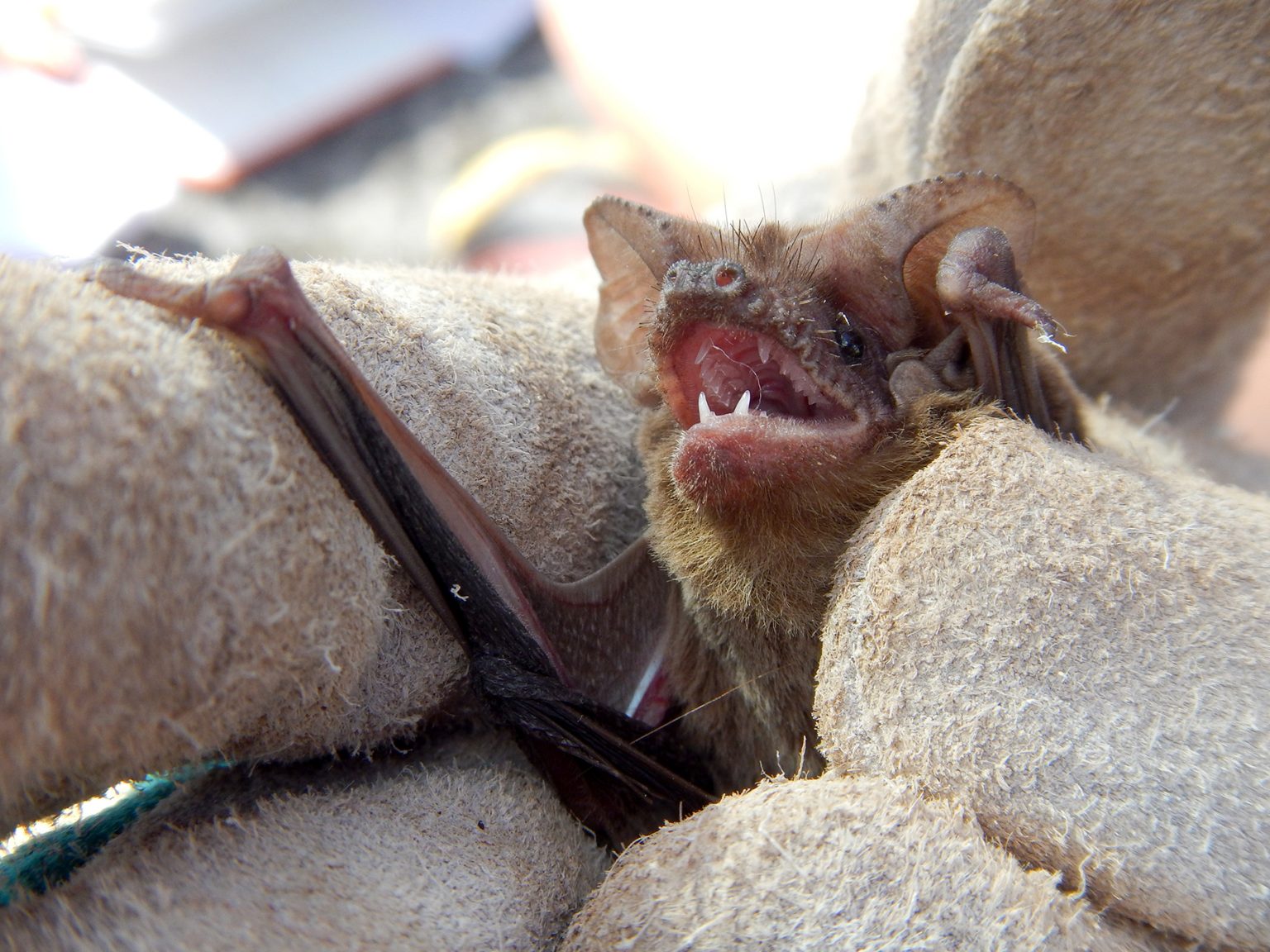 Five Facts Bats in Florida Research News