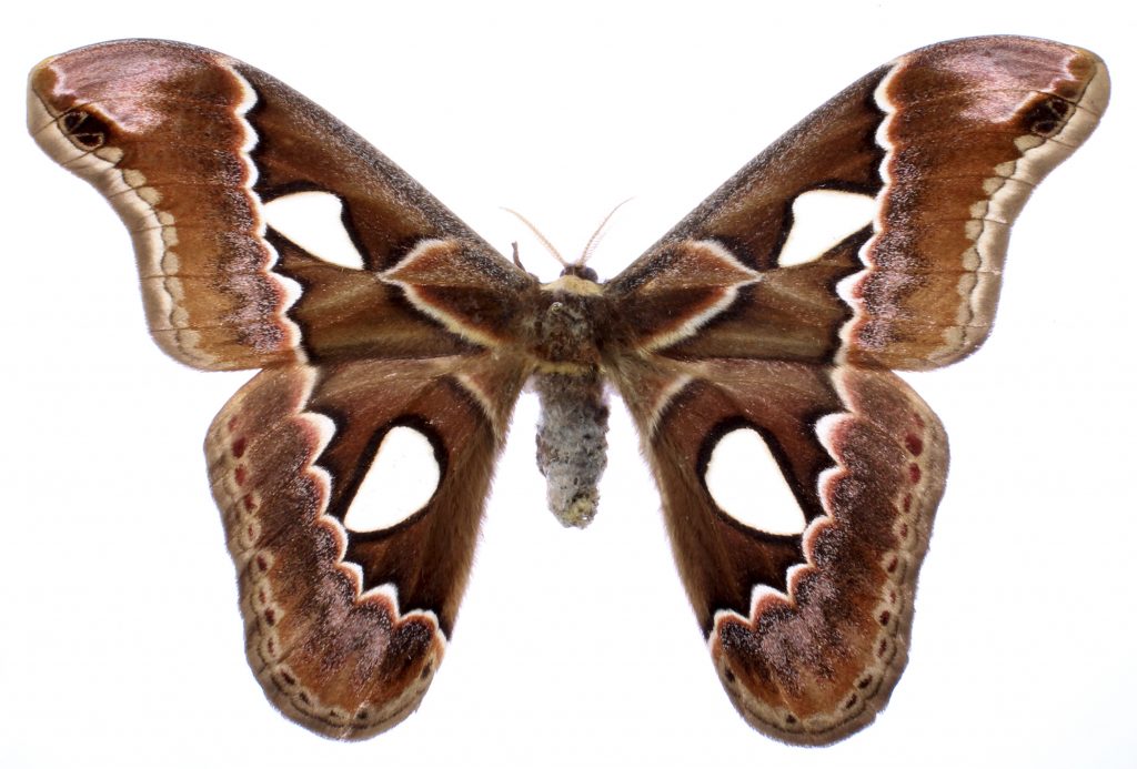 Rothschildia erycina moth