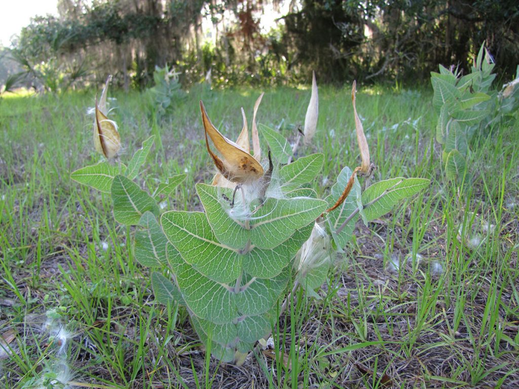 milkweed plant growing in field