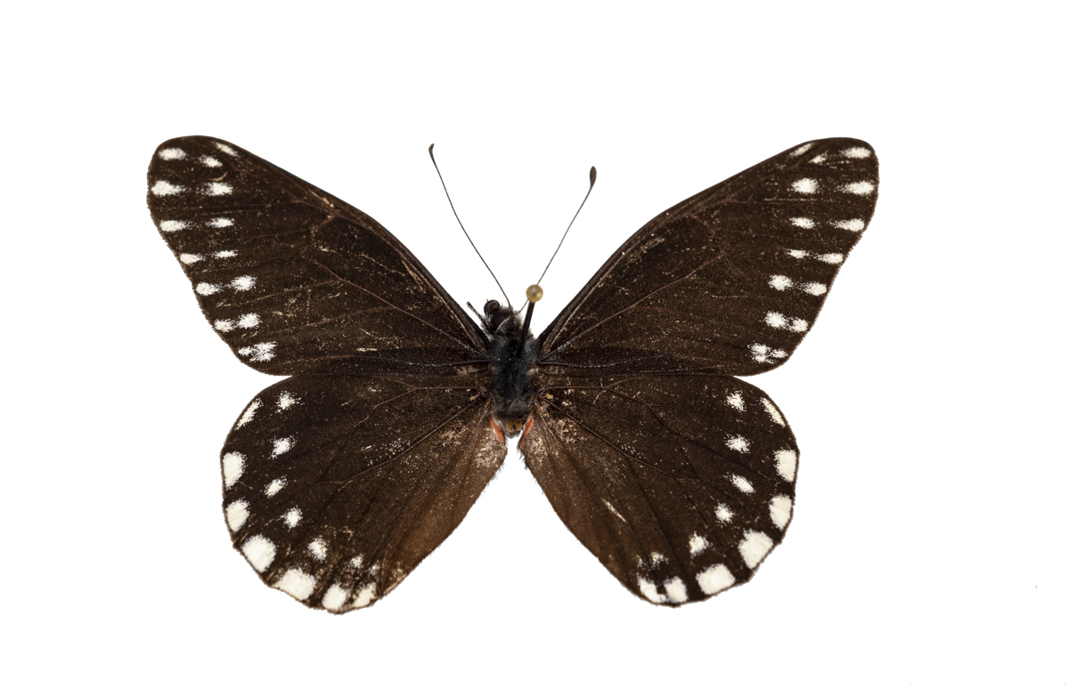 Mortal team Hinder New butterfly named for pioneering 17th-century entomologist Maria Sibylla  Merian – Research News