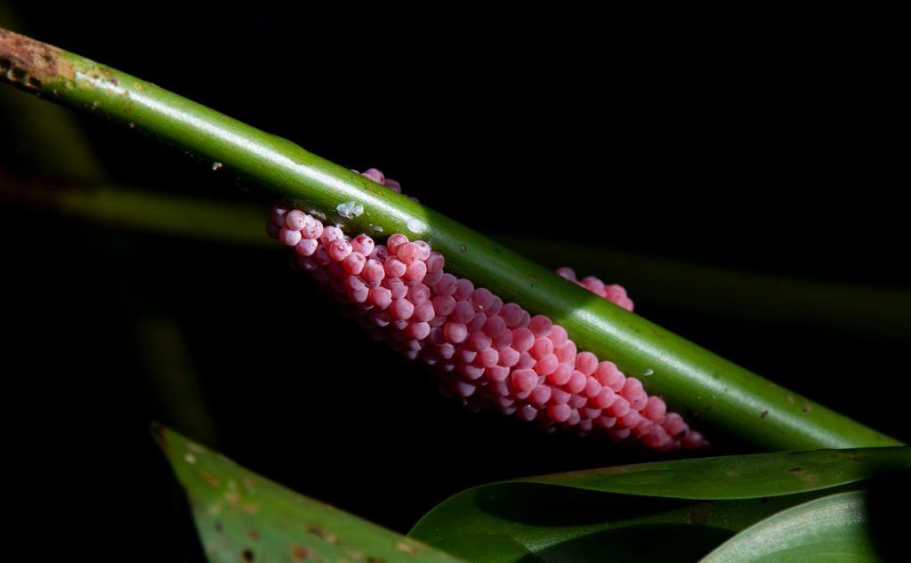 pink snail eggs on a green stem