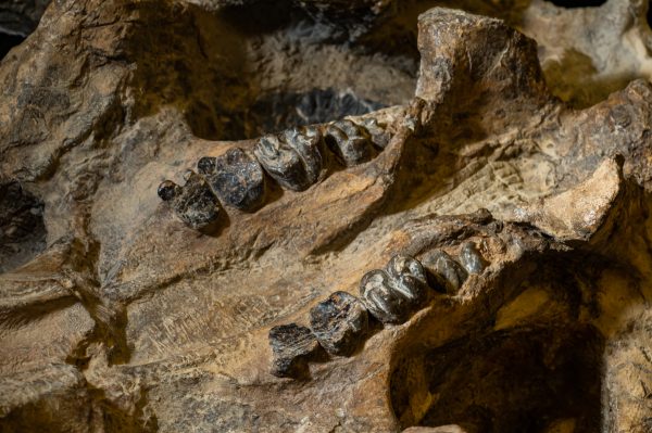 20-million-year-old tusked sea cow is Central America’s oldest marine ...