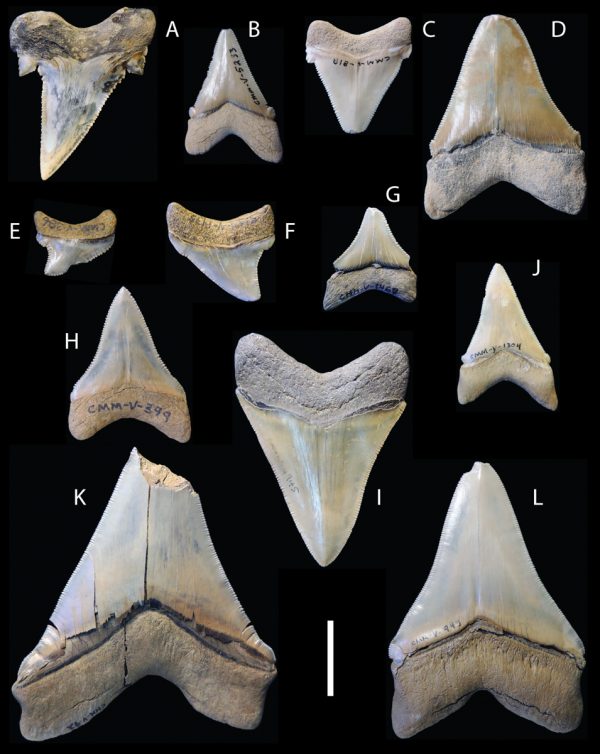 How megalodon’s teeth evolved into the ‘ultimate cutting tools ...