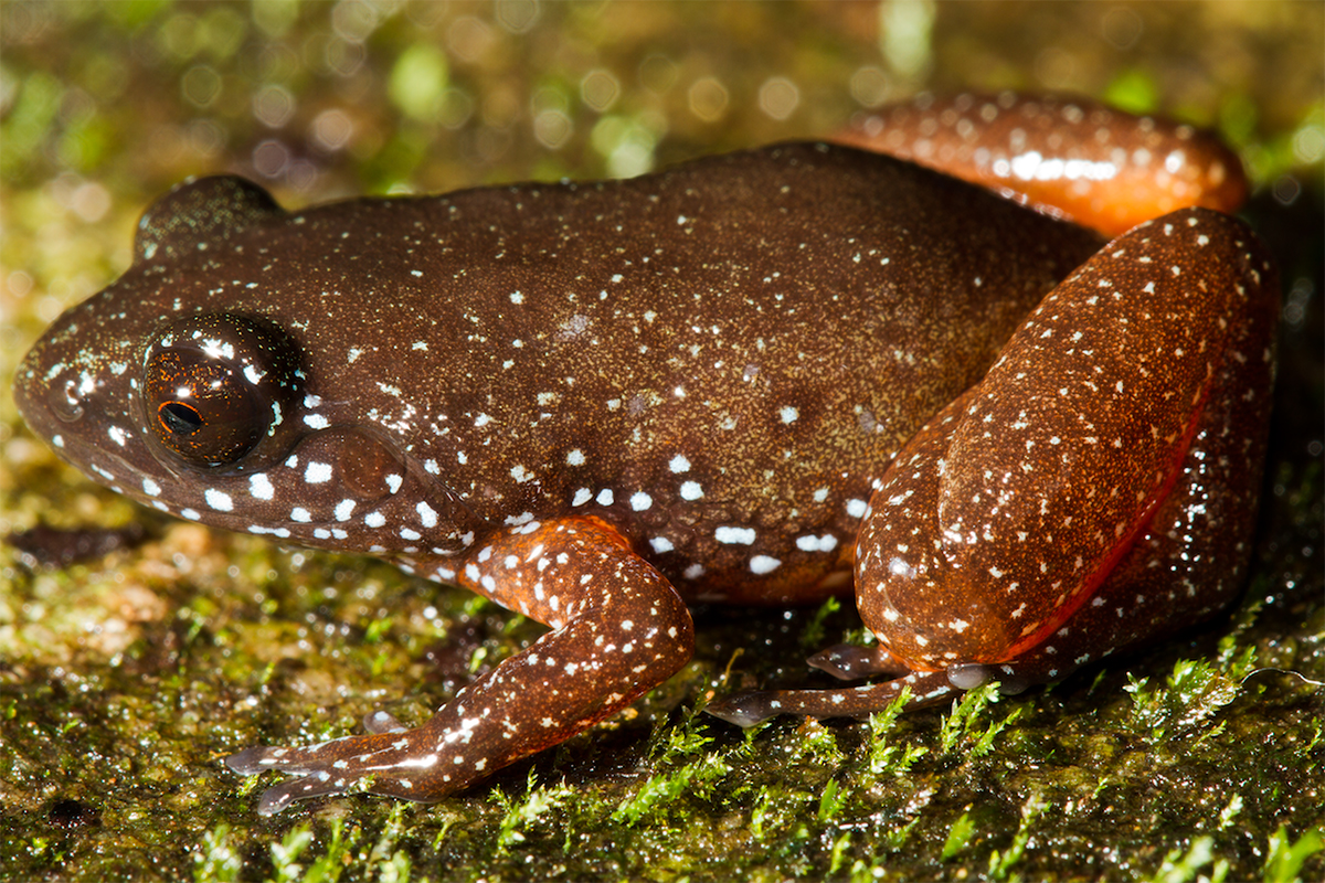 Seven miniature frogs discovered in the Western Ghats