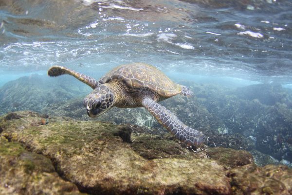 Mother Sea Turtle – Florida Museum Science