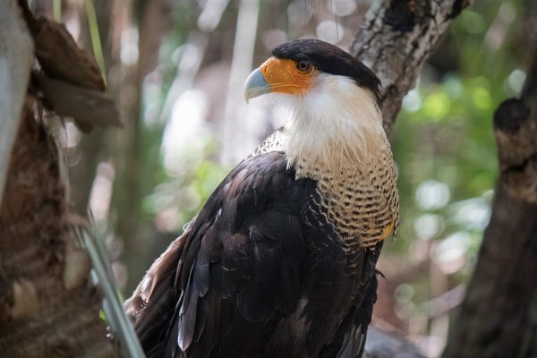 Extinct Caribbean bird yields DNA after 2,500 years in watery grave ...