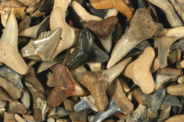 Are shark teeth fossils true fossils? – Research News