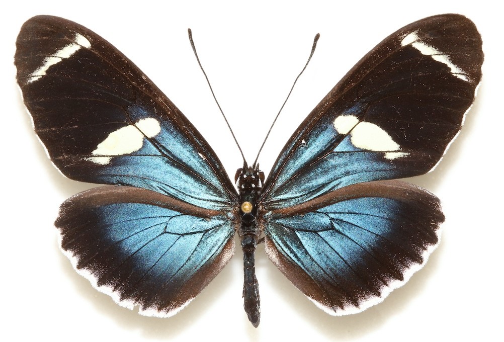 butterflies-secret-to-keeping-cool-hidden-in-wings-research-news