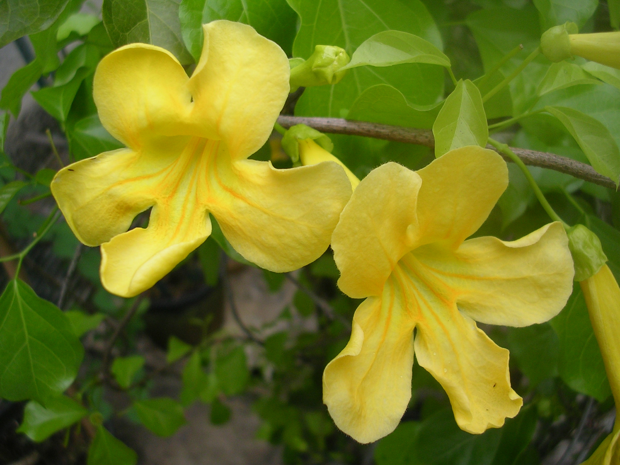 Five Facts: Cat's-claw vine in Florida - Florida Museum ...
