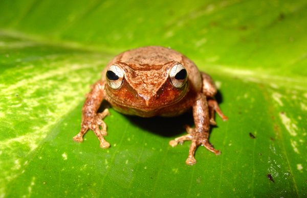 Coquí fossil from Puerto Rico takes title of oldest Caribbean frog ...