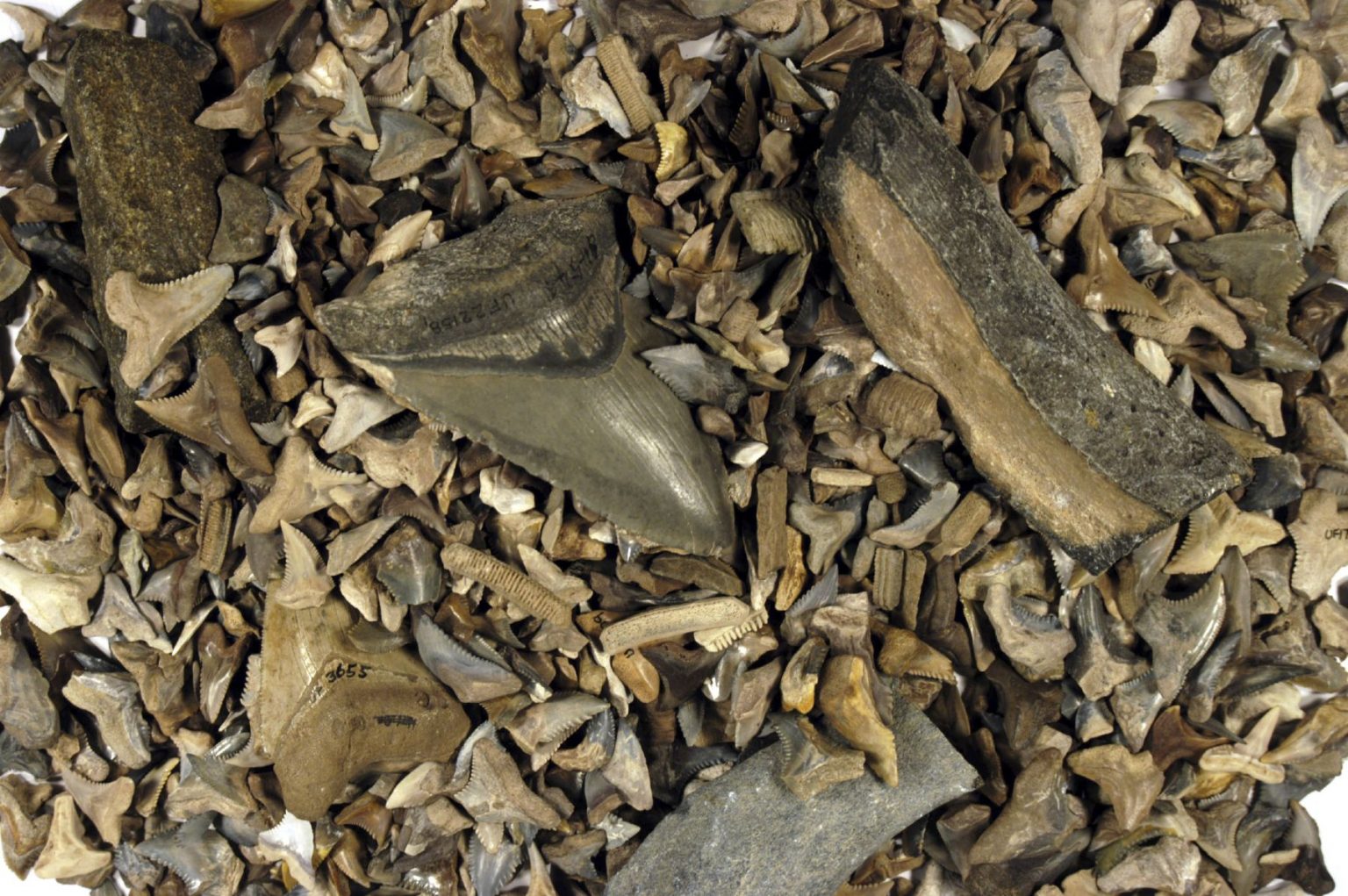 Five Facts: Fossil Shark Teeth In Florida – Research News