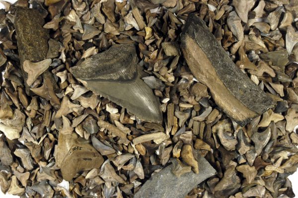 Five Facts: Fossil shark teeth in Florida – Florida Museum Science