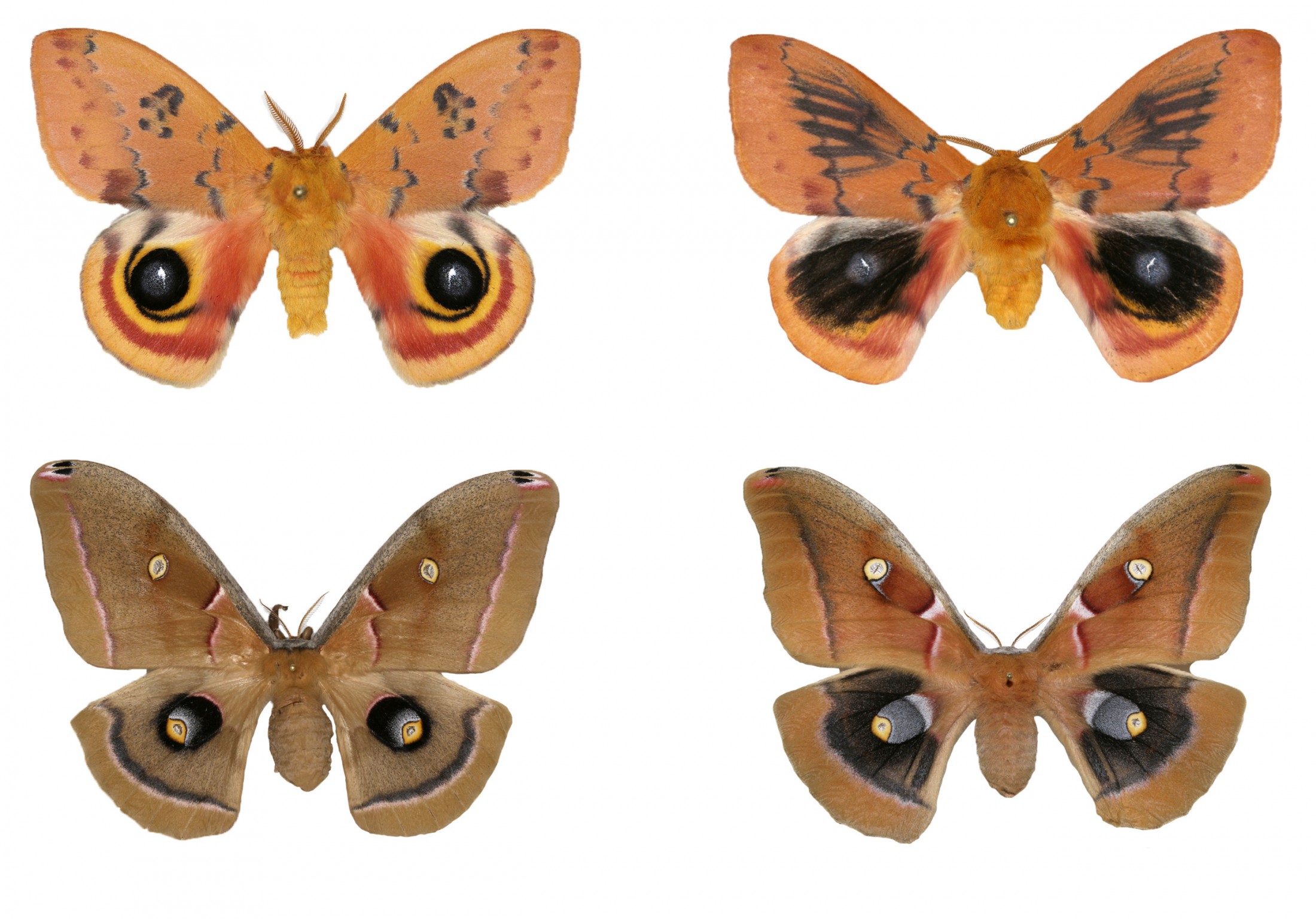 Lyin' eyes: Butterfly, moth eyespots may look the same, but likely evolved  separately – Research News