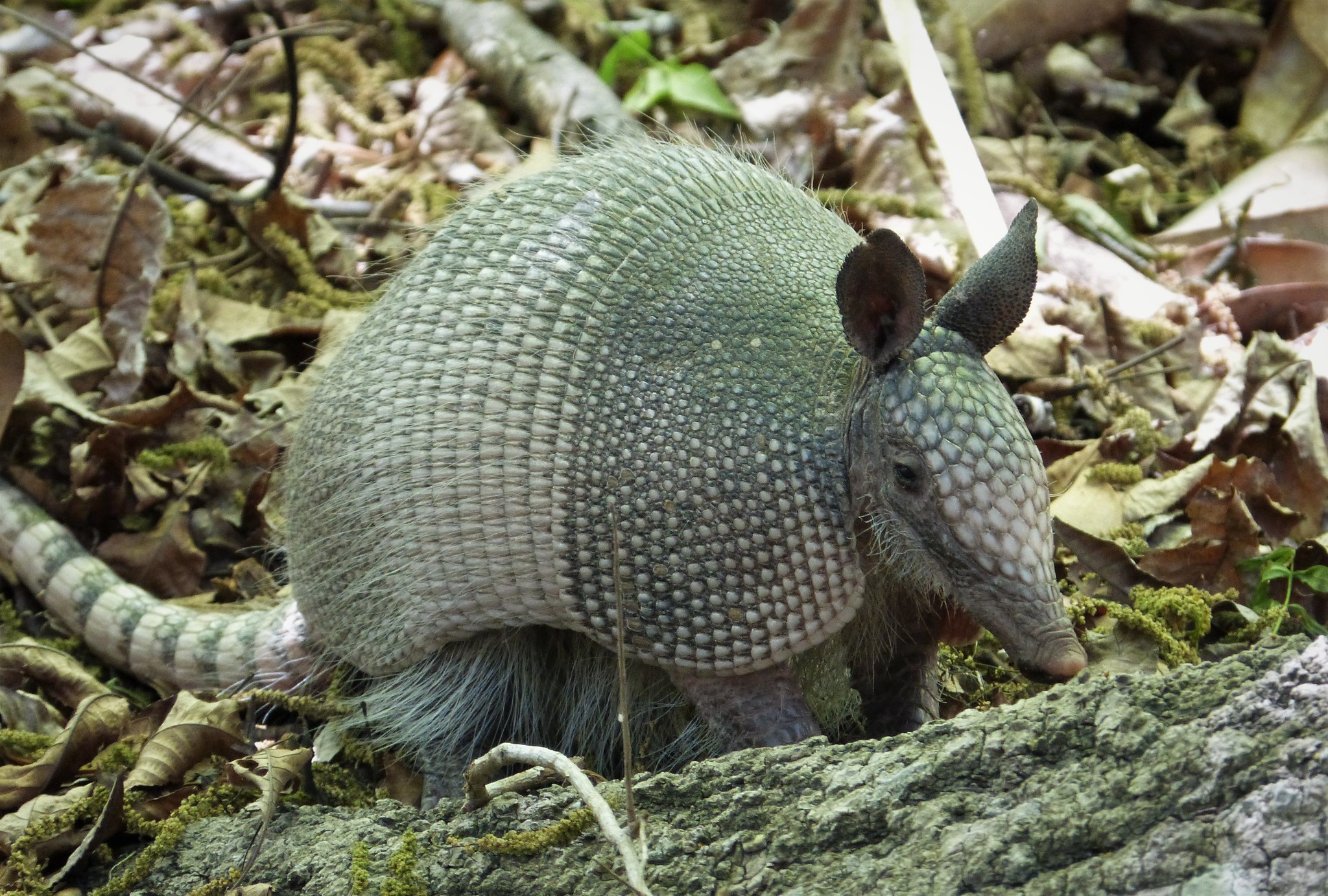 Five Facts Nine banded Armadillo Research News