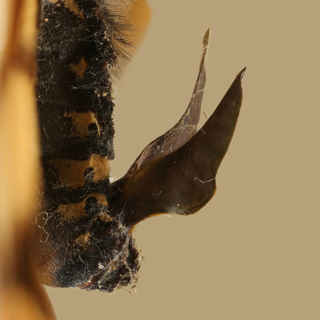 In Butterfly Battle Of Sexes Males Deploy ‘chastity Belts But Females