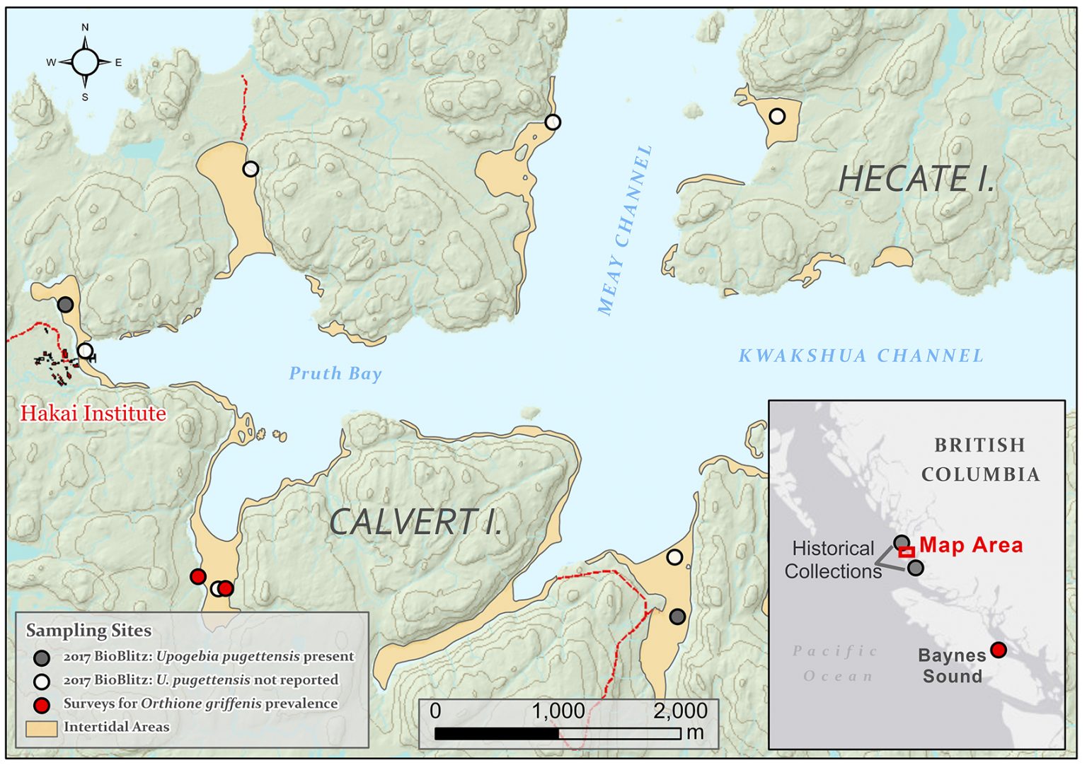 Invasive shrimp-sucking parasite continues northward Pacific expansion ...