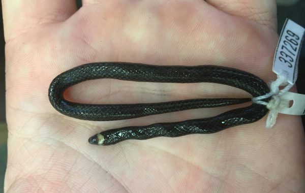 New genus of tiny, iridescent snake from Philippines found in ...