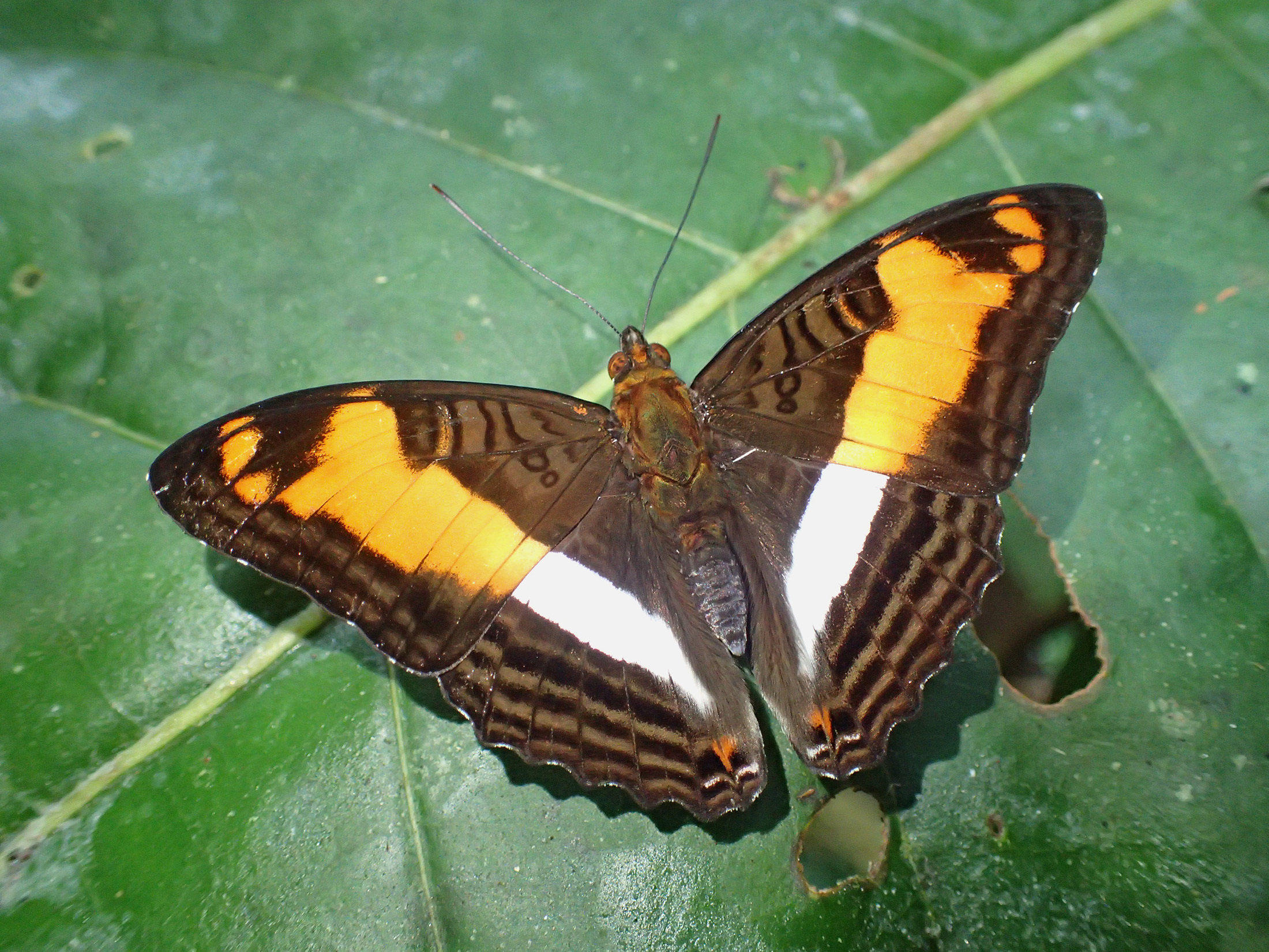 Etam Butterfly Shorty Briefs in Brown
